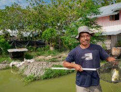 Petani Binaan Harita Nickel yang Sukses Jadi Pemasok Bahan Pangan